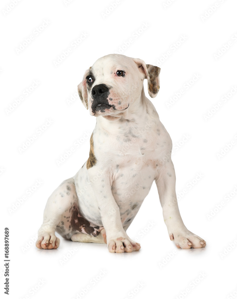 American Bulldog puppy isolated on white
