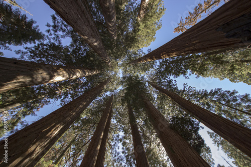 Photos Looking up at the treeline of Muir grove in Sequoia National Park