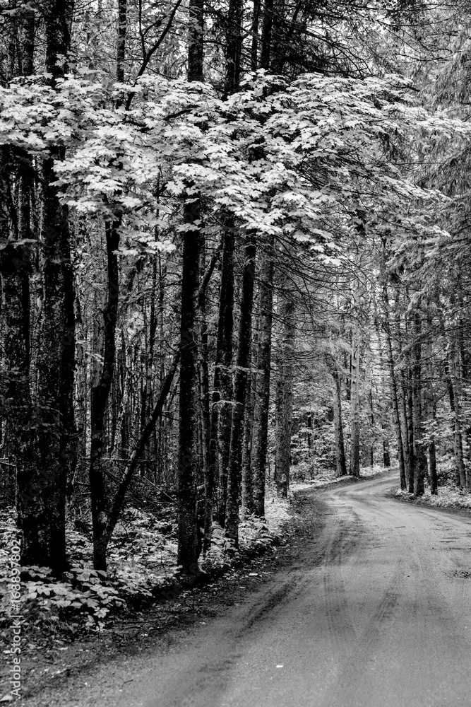 Tree lined forest road with tall pines Tree lined forest road with tall pines