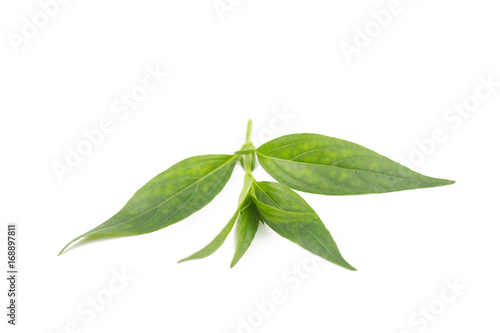 Andrographis paniculata plant isolated on the white background