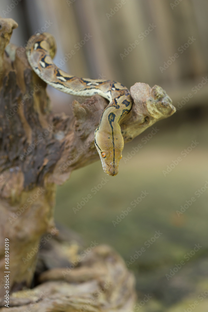 Naklejka premium Reticulated python, Boa constrictor snake on tree branch