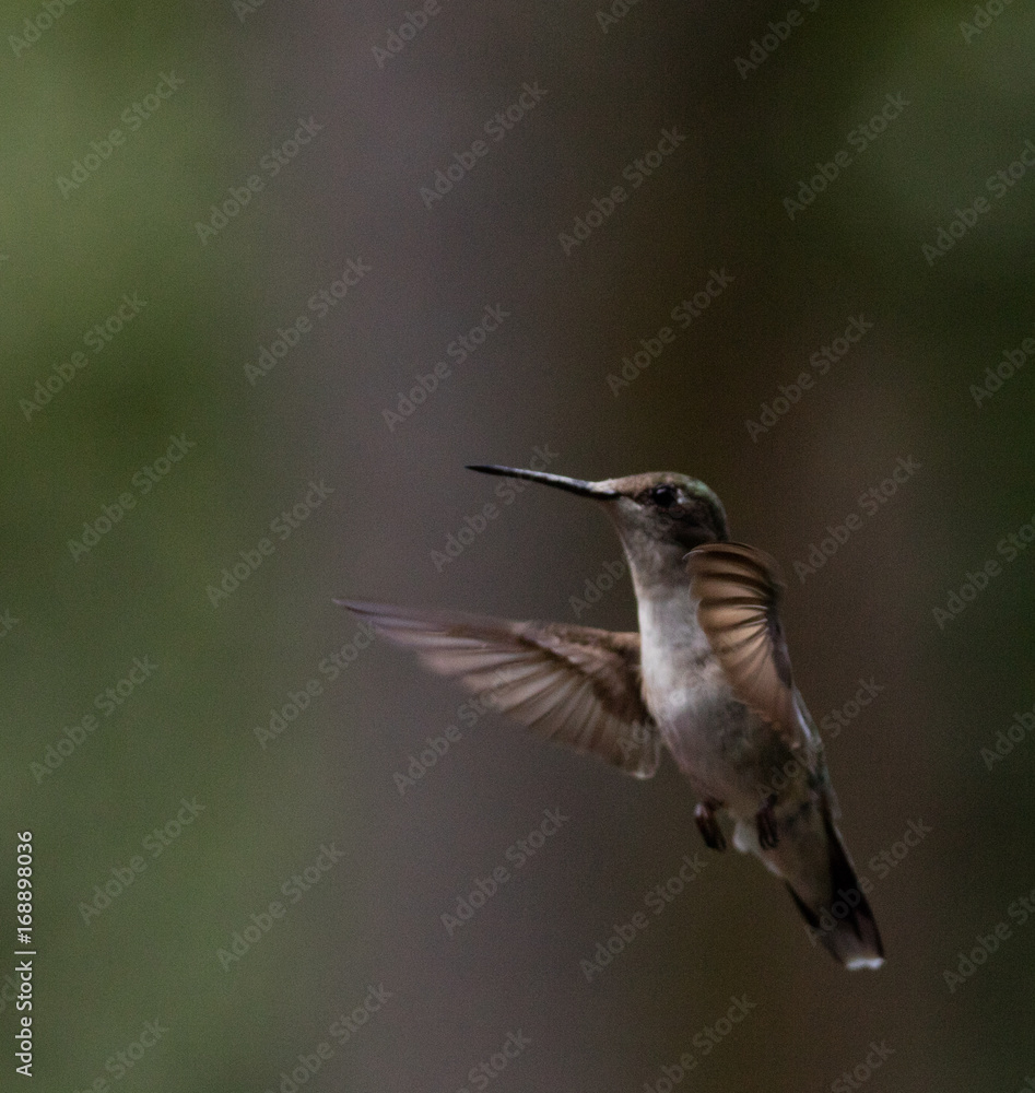 Fototapeta premium Hummingbirds