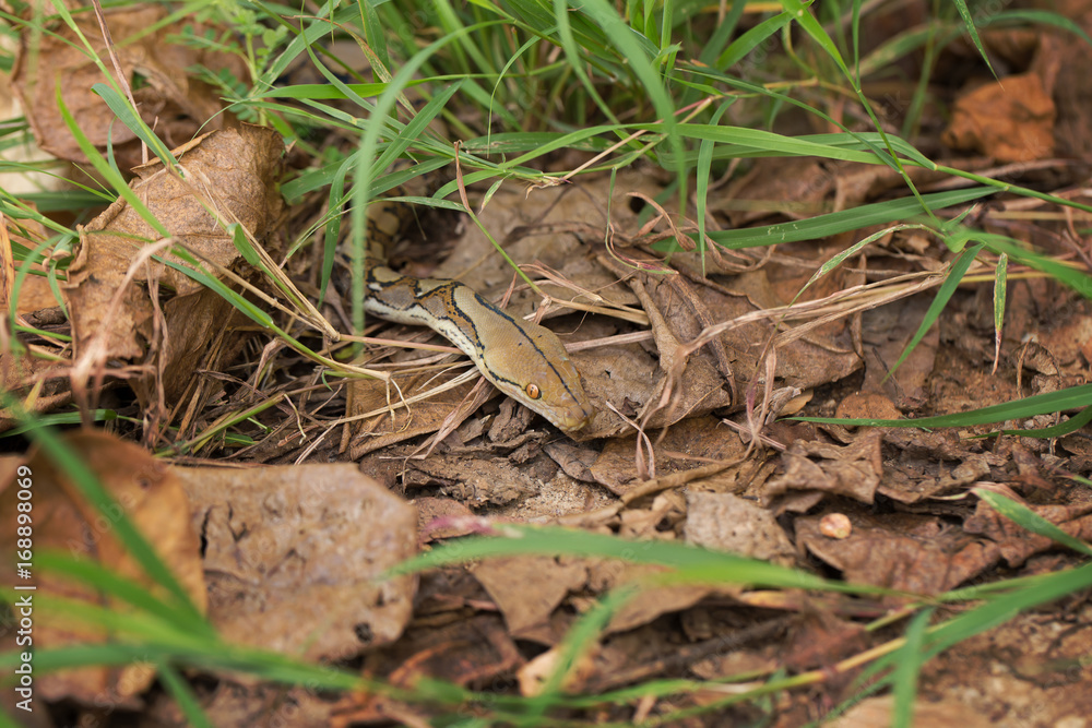 Boa Snake in the grass, Boa constrictor snake on tree branch Boa Snake in the grass, Boa constrictor snake on tree branch