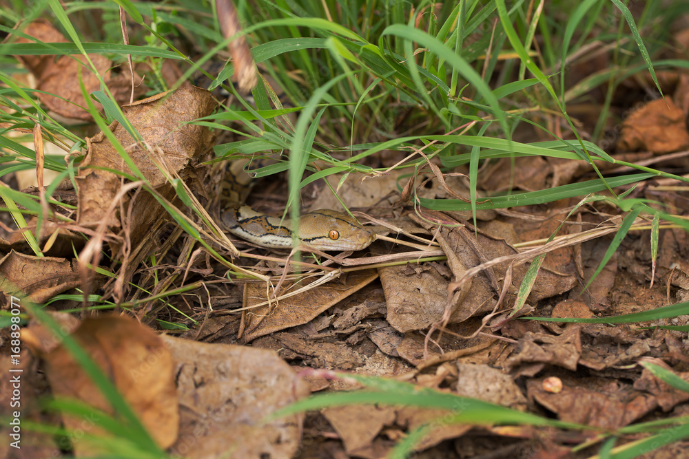 Boa Snake in the grass, Boa constrictor snake on tree branch Boa Snake in the grass, Boa constrictor snake on tree branch