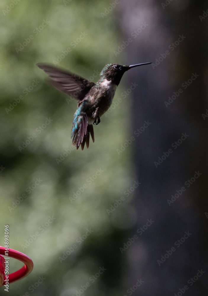Fototapeta premium Hummingbirds