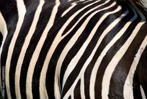 Zebra black and white stripes background
