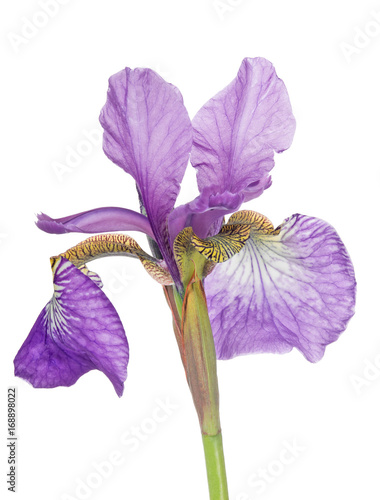 Fototapeta Naklejka Na Ścianę i Meble -  lilac iris single bloom isolated on white