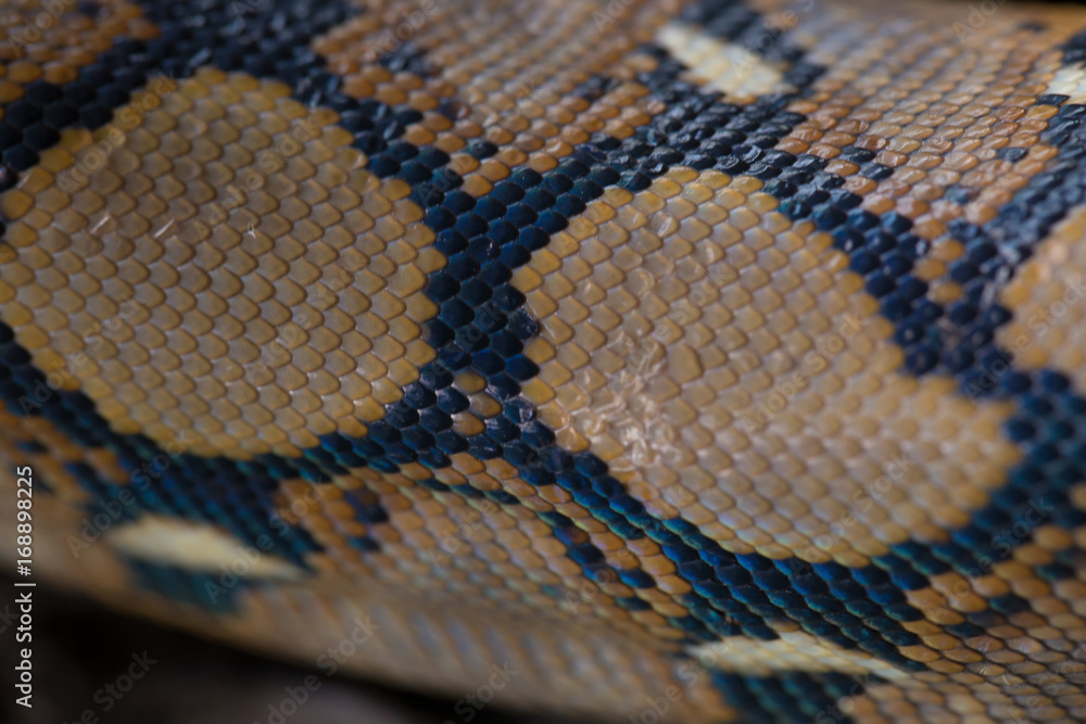 close up Pattern Boa Snake skin abstract textured close up Pattern Boa Snake skin abstract textured