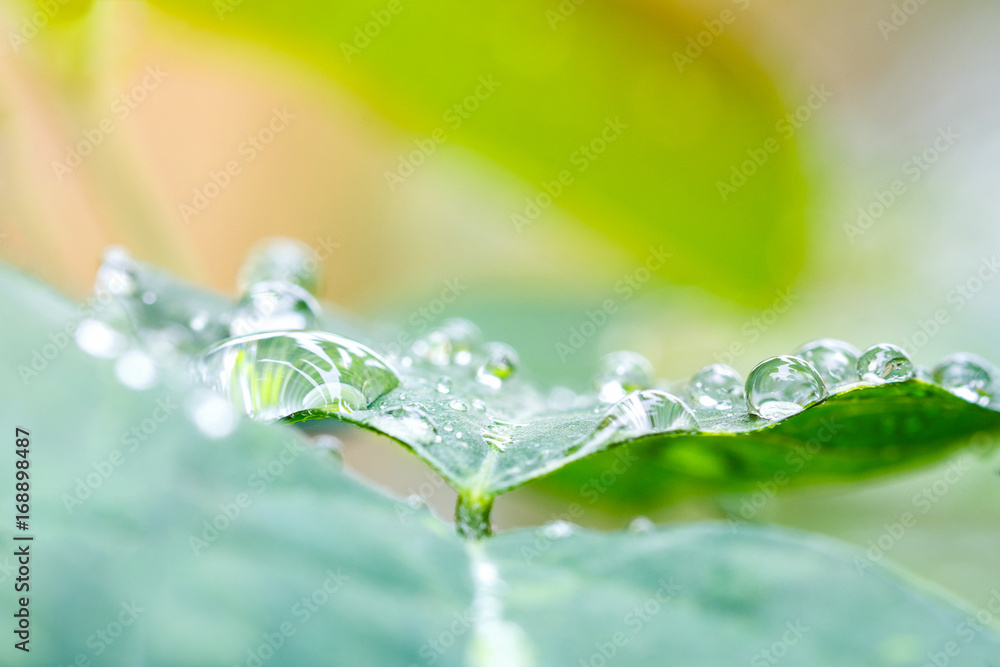 Rainy drop on green leaf Rainy drop on green leaf