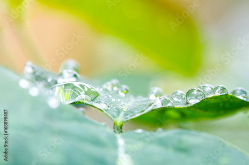 Rainy drop on green leaf