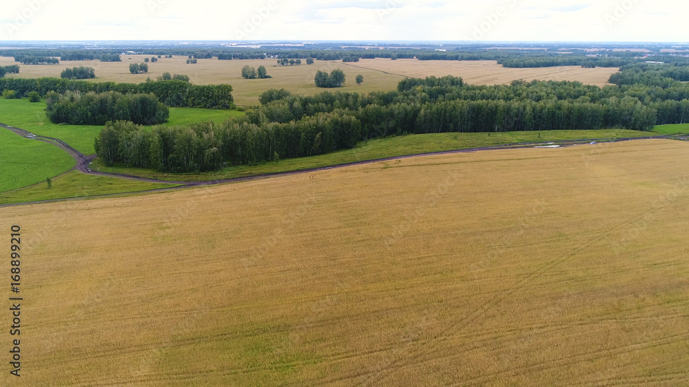 The wheat fields. Beautiful landscape from a height. Photos from a height