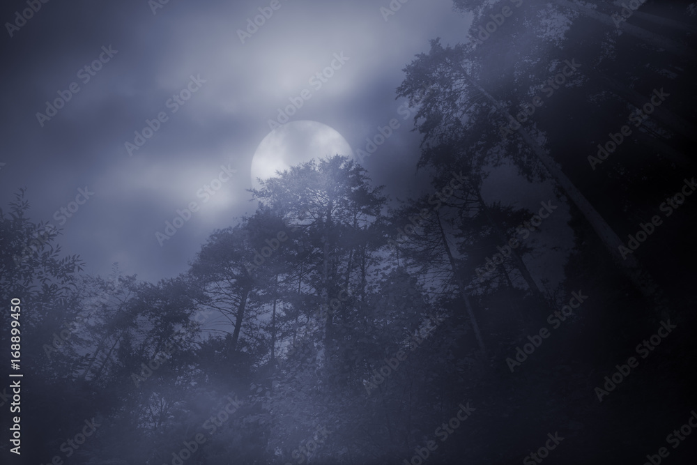 Fototapeta premium Woods in a foggy full moon night