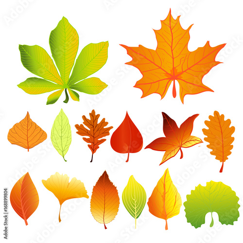 Vector illustration set of colorful and bright autumn leaves different colors and shapes in flat cartoon style. Red, green and yellow leaves.
