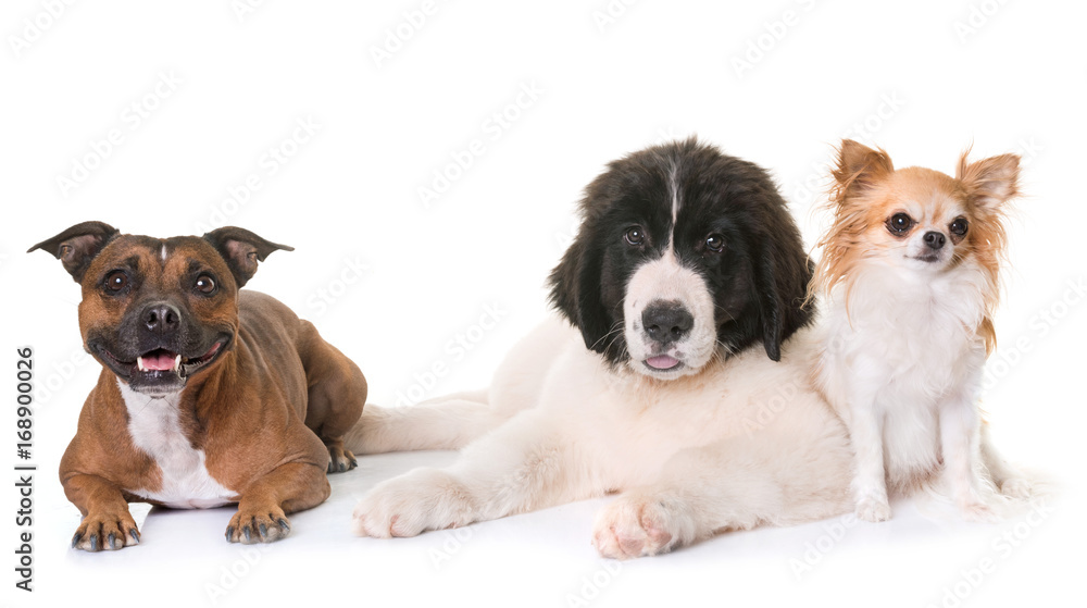 puppy landseer, chihuahua and staffie puppy landseer, chihuahua and staffie