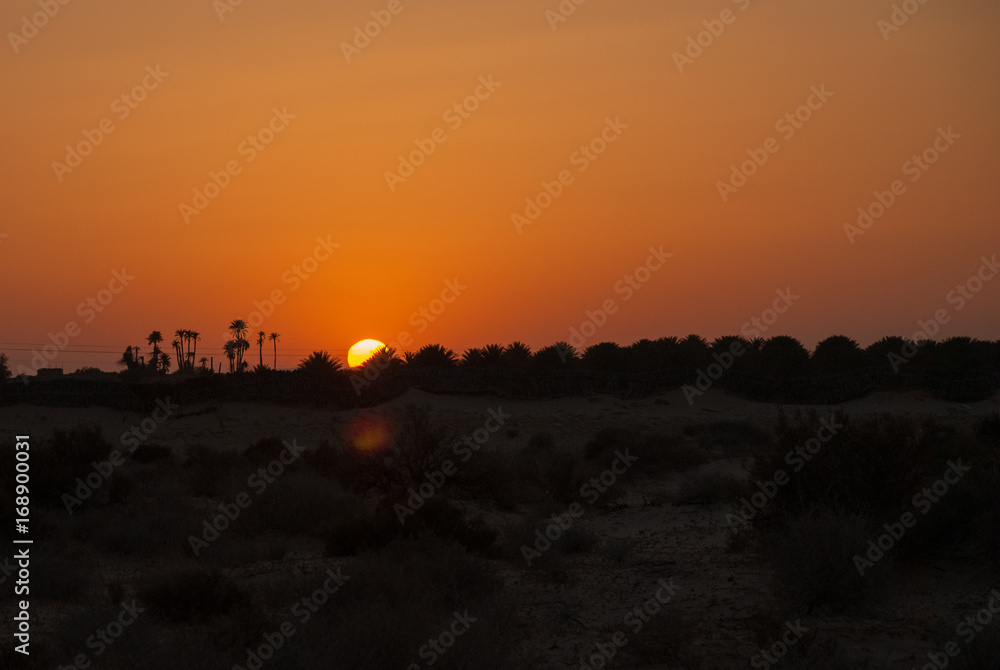Dark orange sunset in the desert with silhouettes of palms and bushes
