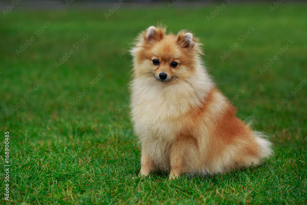 the dog breed pomeranian spitz the dog breed pomeranian spitz