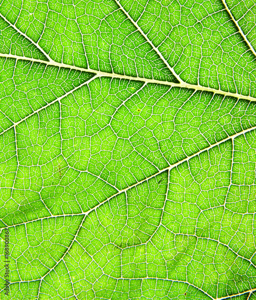 Obraz premium green leaf texture as background