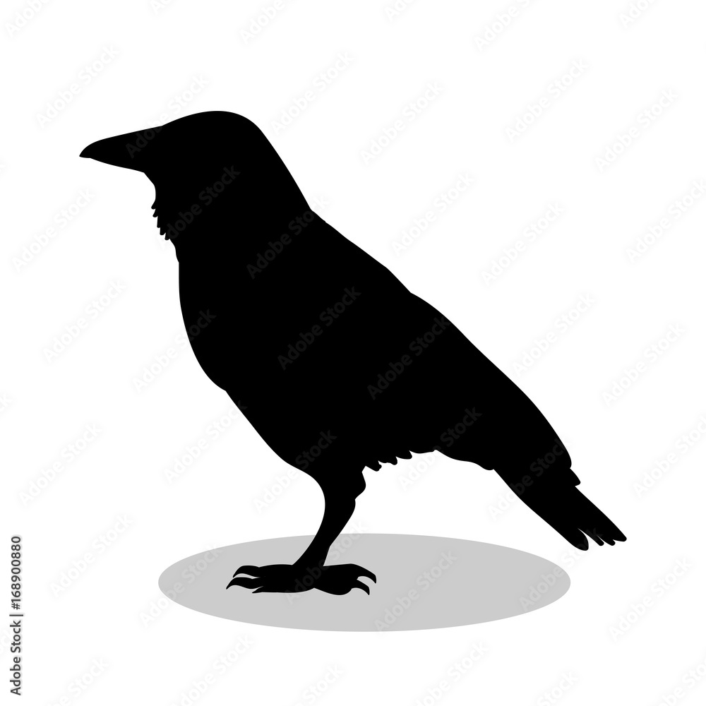 Fototapeta premium Raven bird black silhouette animal