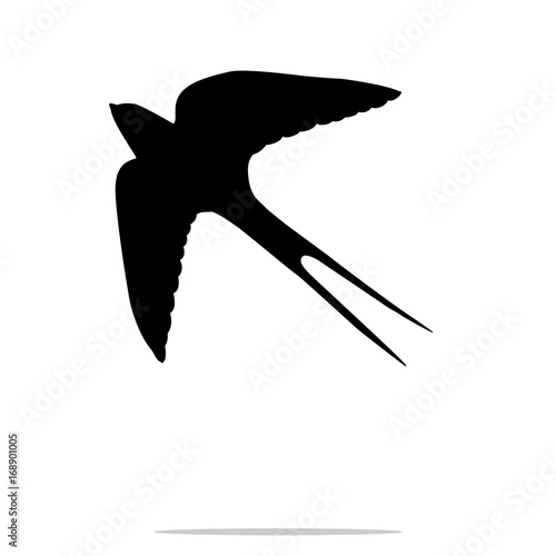 Swallow bird  black silhouette animal