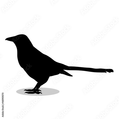 Magpie bird  black silhouette animal