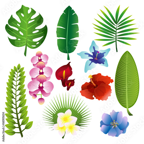 Vector illustration set of colorful tropical plants, leaves and flowerf in flat design photo