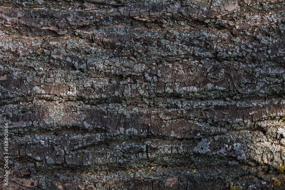 Bark of dark tree oak - texture background Bark of dark tree oak - texture background