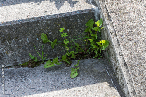 Fototapeta Naklejka Na Ścianę i Meble -  Löwenzahn auf einer Steintreppe