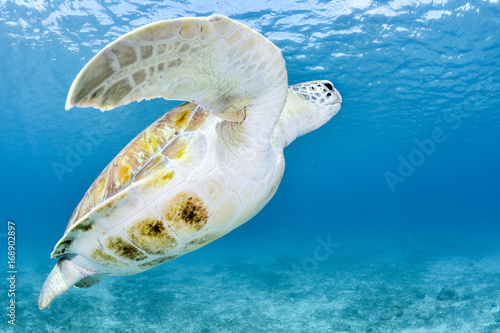 Turtle swimming in blue ocean
