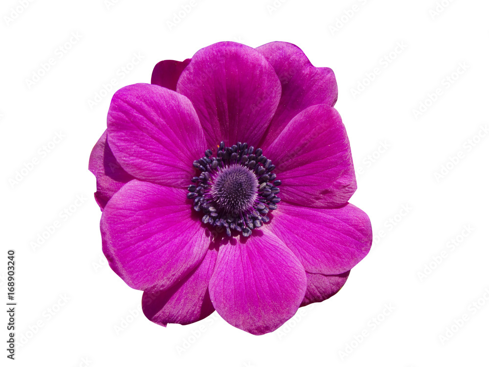 Naklejka premium Isolated gerbera flower