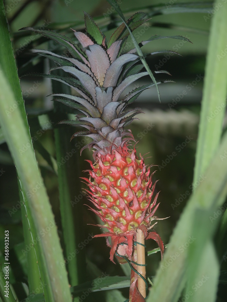 Fototapeta premium Ananas 