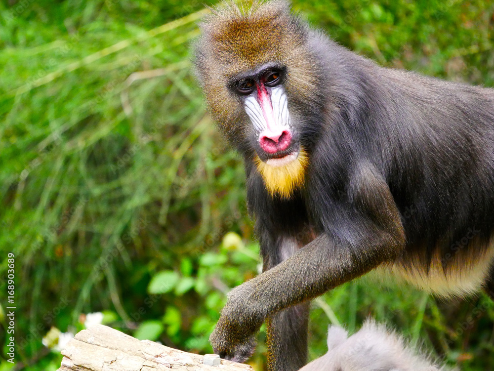 Obraz premium Mandrill