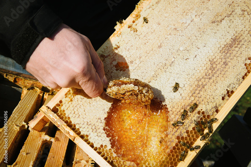 Honey probe