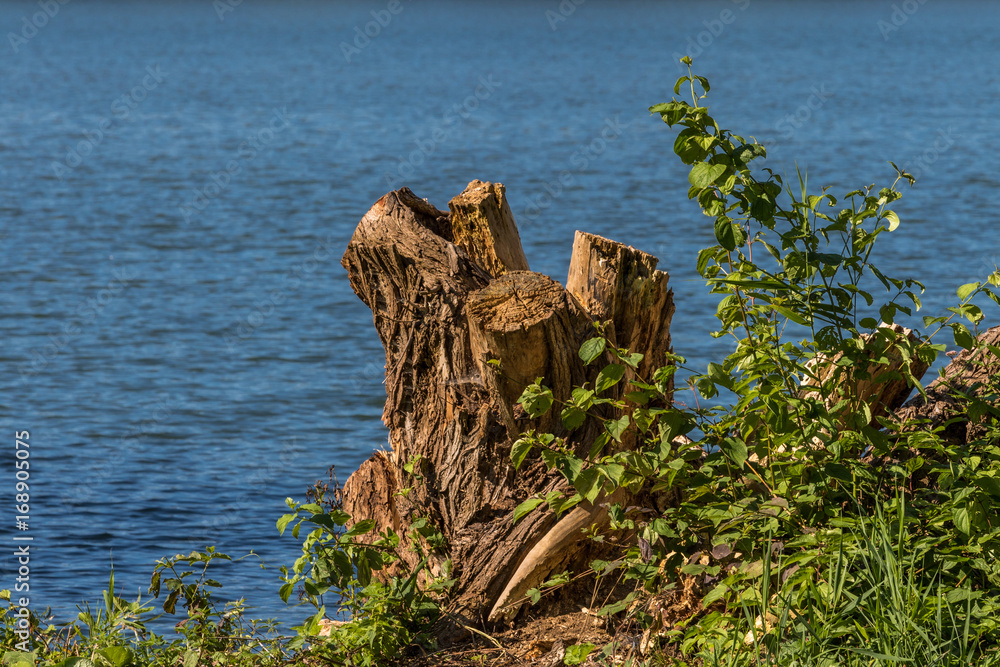 Baumstumpf am See