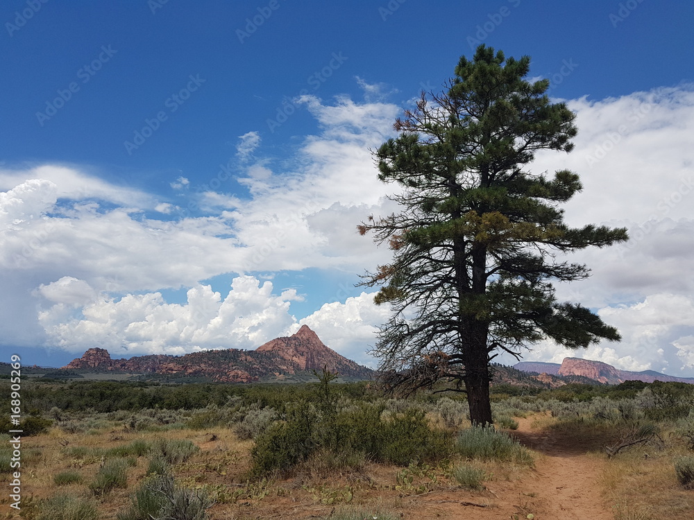 Landscape of Zion National Park area