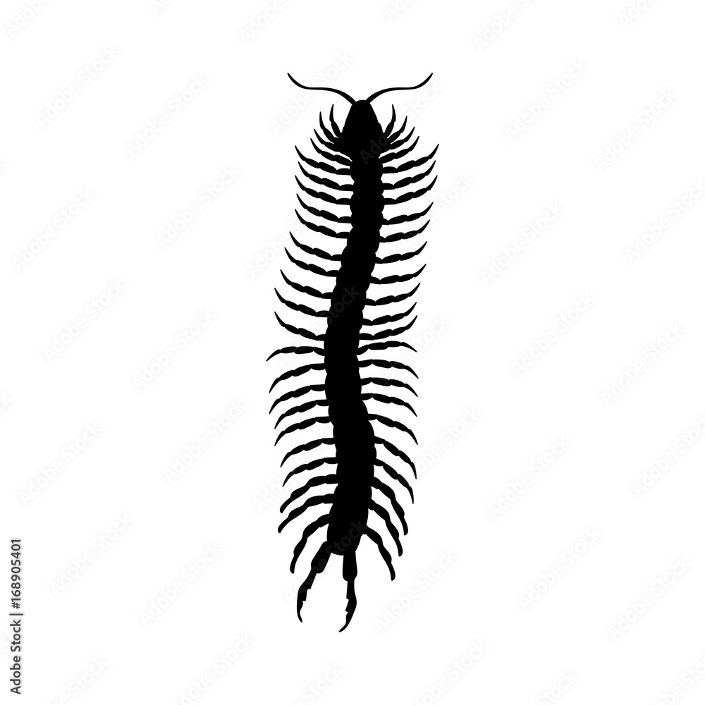 Millipede insect black silhouette animal Millipede insect black silhouette animal