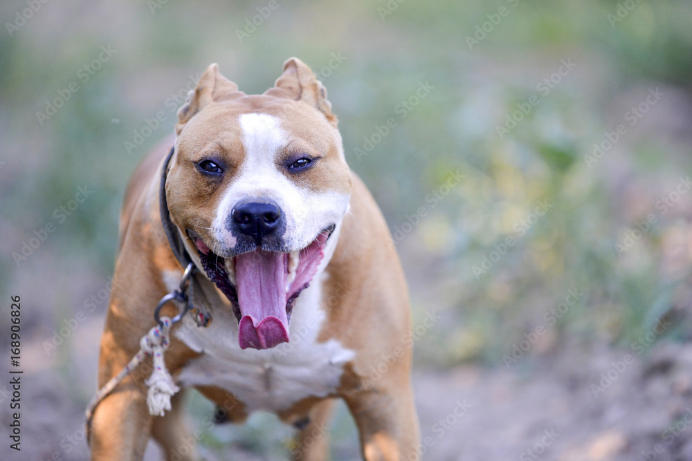 american staffordshire terrier running in nature