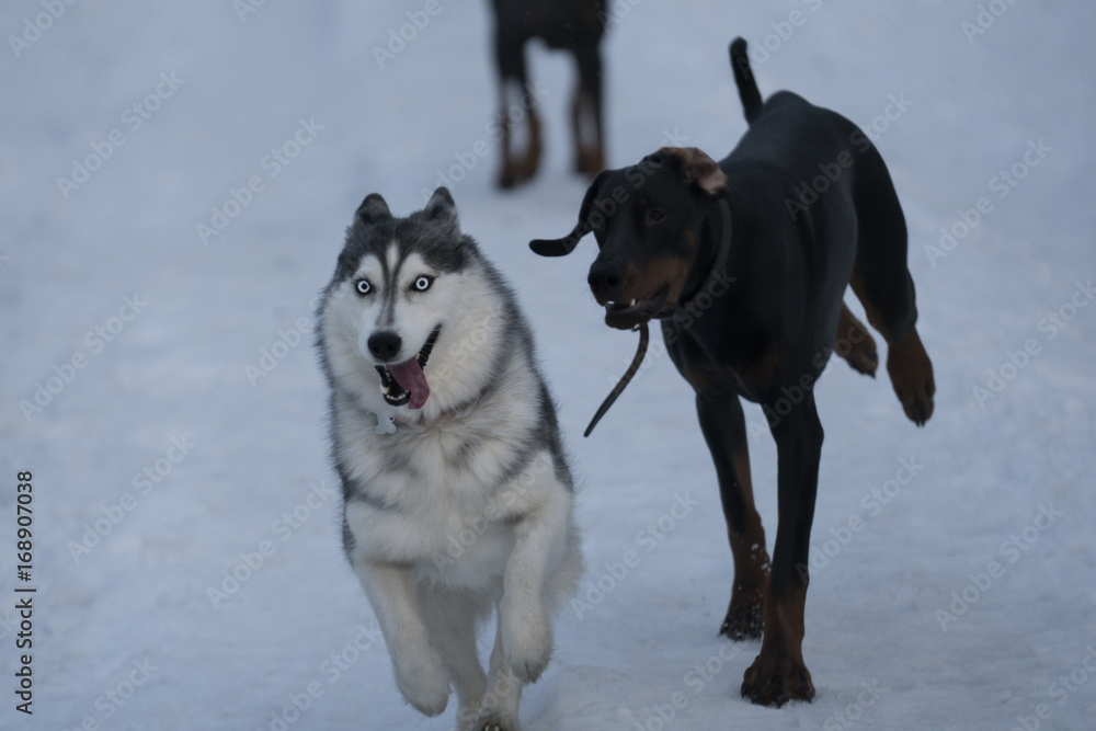 Husky hotsell and doberman