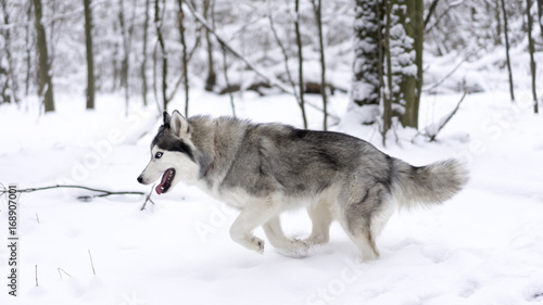 Husky dog winter walk