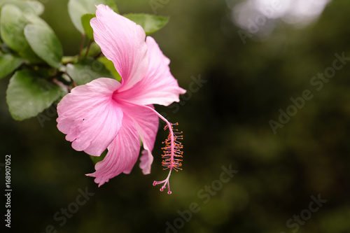 Pink Hibiscus flower (Hibiscus rosa sinensis) on the branch have blurred and bokeh in background. Selective focus.