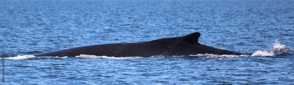 Obraz premium Baleine et aileron