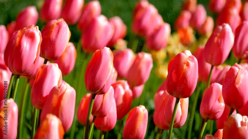 Blooming tulips in Keukenhof flower garden. Lisse, the Netherlands. Blooming tulips in Keukenhof flower garden. Lisse, the Netherlands.