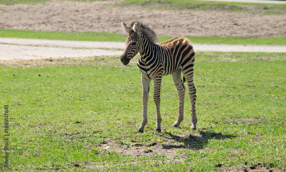 Naklejka premium Zebra Baby