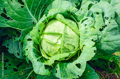 Pests eat cabbage growing on a bed. Close-up.