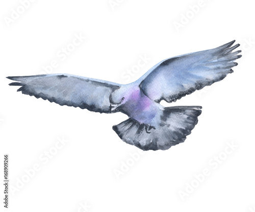 A gray dove in flight. Isolated on white background.