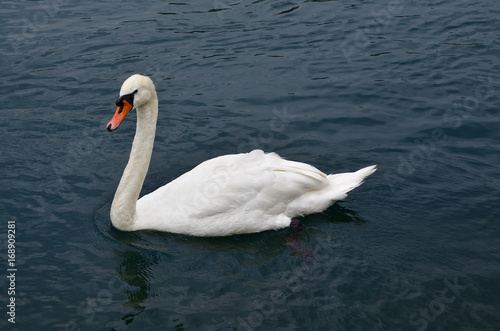 Fototapeta Naklejka Na Ścianę i Meble -  White swan, Switzerland
