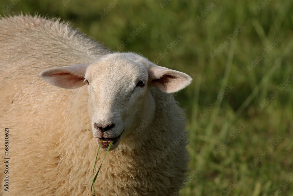 Schaf frisst Gras auf der Weide Schaf frisst Gras auf der Weide