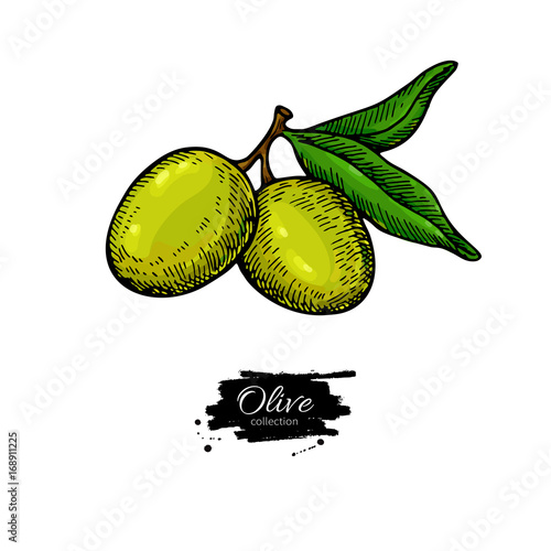 Olive branch. Hand drawn vector illustration. Isolated drawing on white background. Colorful plant with green fruits