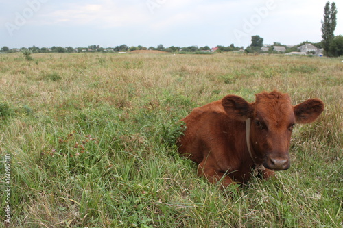 The calf lies on a grassland