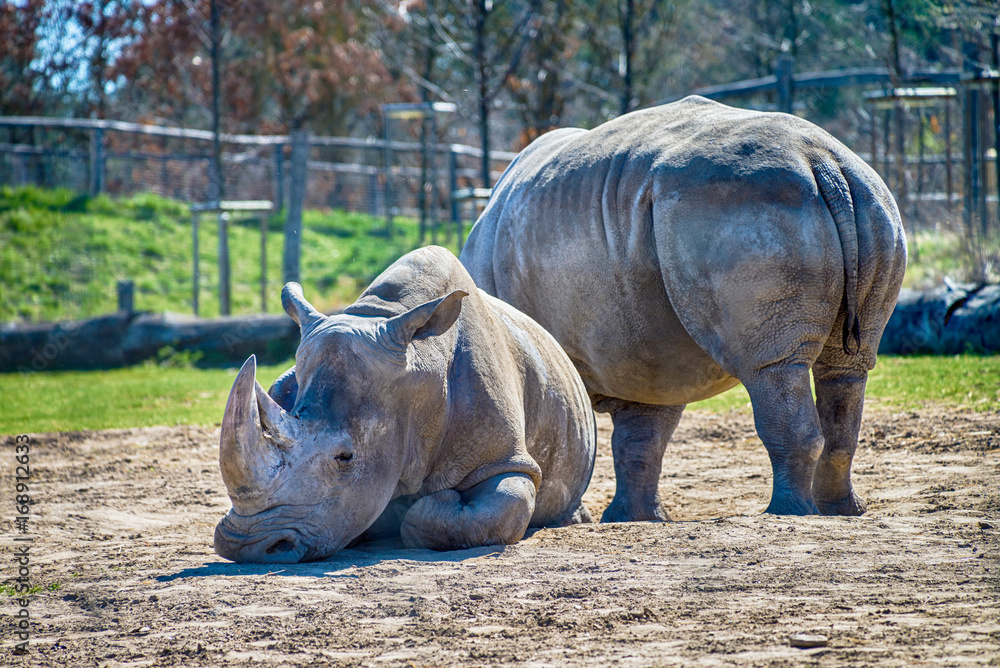 Obraz premium Big rhinoceros on a field