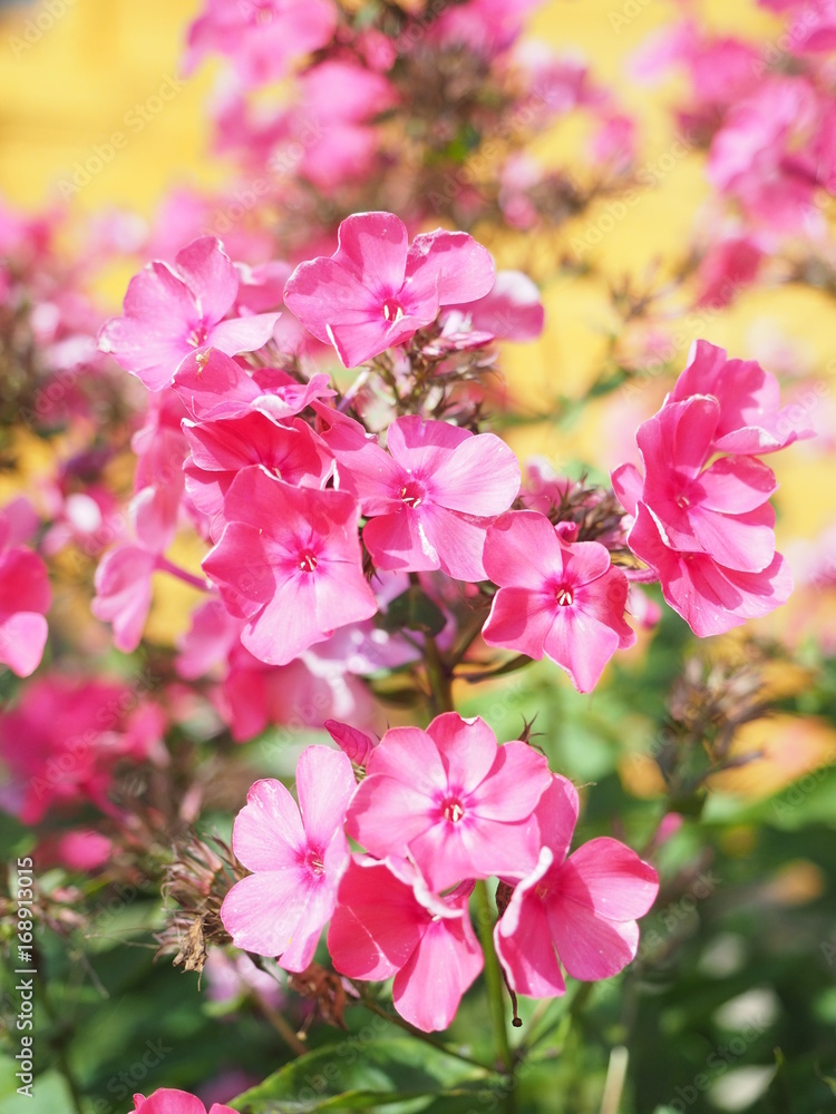 Obraz premium Summer flowers